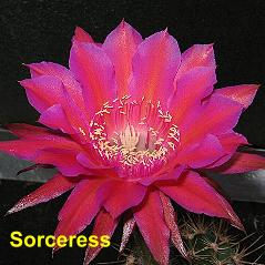 Sorceress.4.3.jpg 